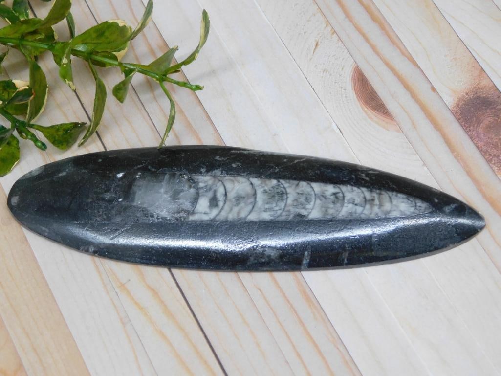 ORTHOCERAS ROCK STONE LAPIDARY SPECIMEN: Discover an extraordinary collection of natural wonders and estate treasures in Hatman's Auctions' Treasures of the Earth Online Auction! Browse turquoise, agate, jasper, petrified wood, quartz crysta