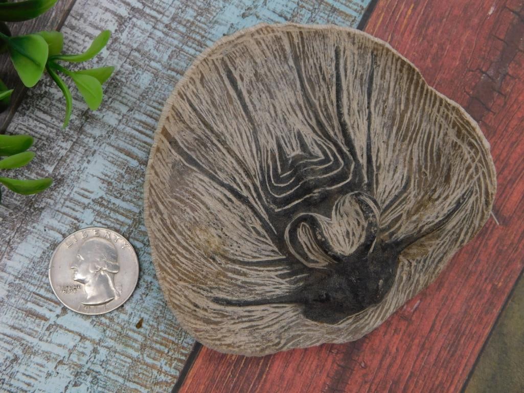 Fossilized Coral or Shell Specimen, Natural Fan Pattern - 2