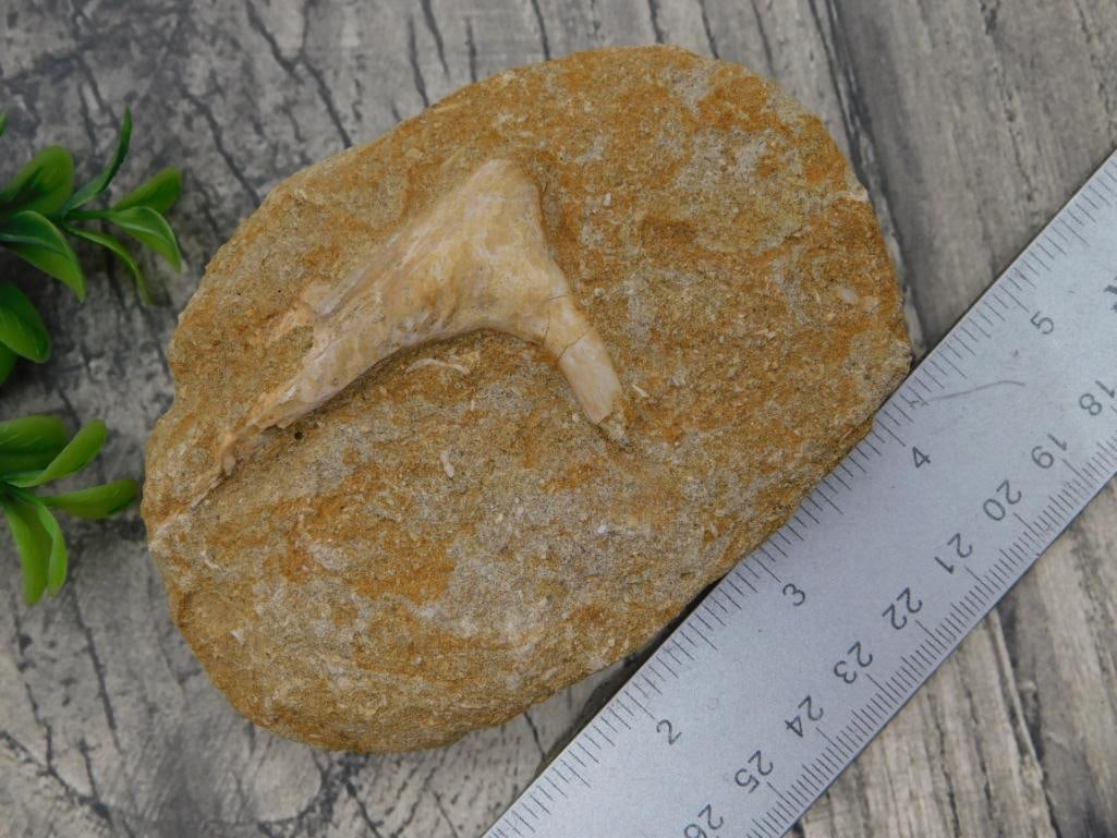 Nossilized Shark Tooth in Matrix Rock - 2