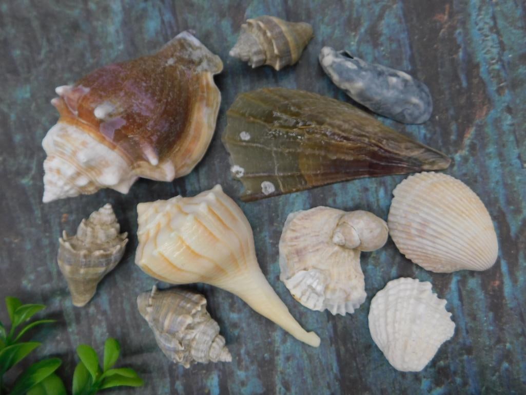 Sea Shells: Sea Shells