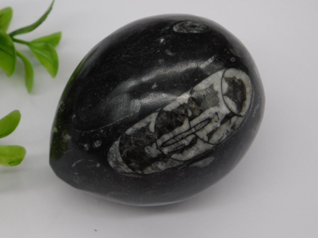 ORTHOCERAS EGG ROCK STONE LAPIDARY SPECIMEN (1 of 2)