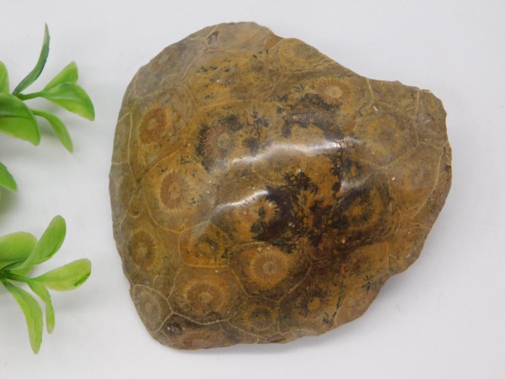 Agatized Fossil Coral Specimen: A 136-gram polished slab of fossilized coral displaying a honeycomb pattern of circular coral cells in tan, brown, and rust tones.