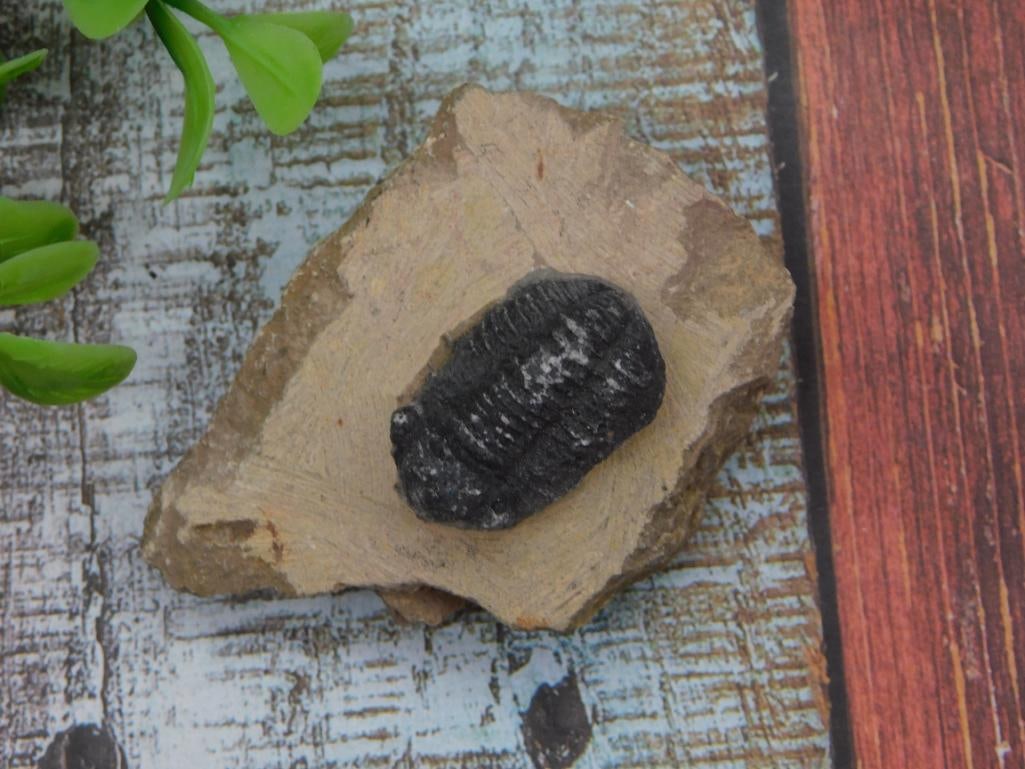 Trilobite Fossil Specimen on Matrix (1 of 2)