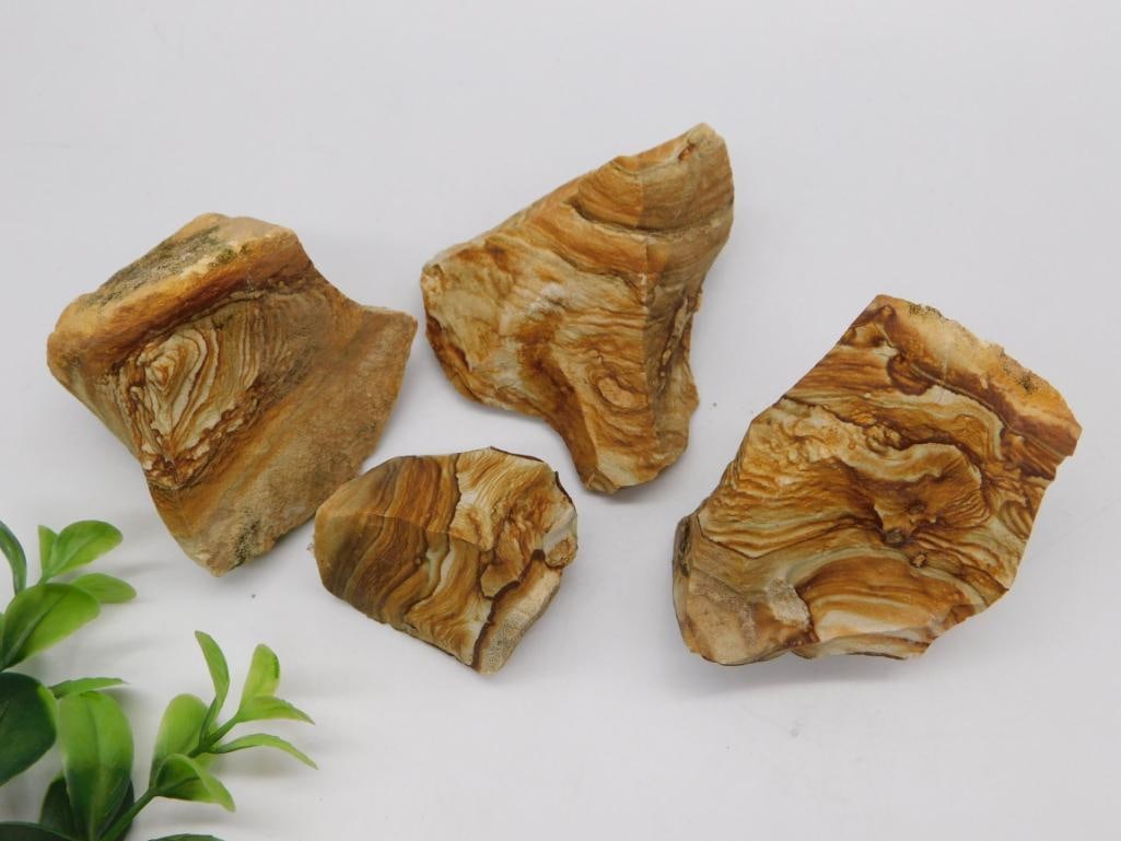 Petrified Wood Rough Slab Specimens: Group of four rough petrified wood slabs displaying banded brown and cream grain patterns, 261 grams total.