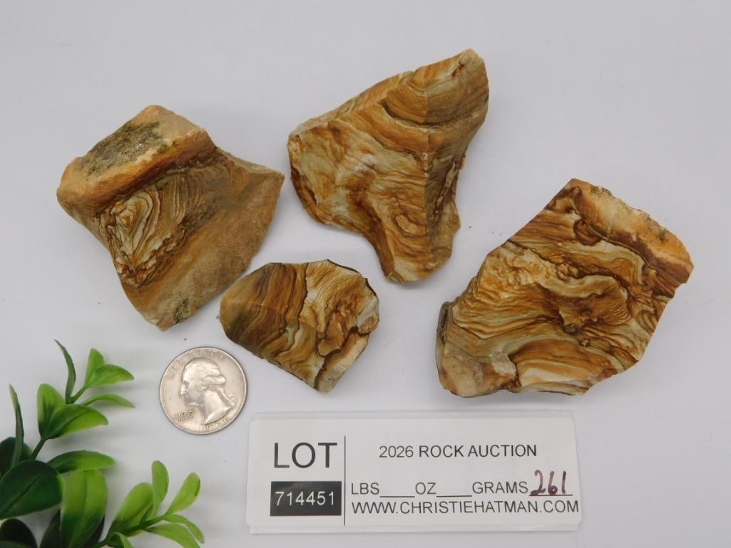 Petrified Wood Rough Slab Specimens - 2
