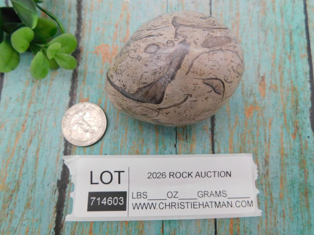 Polished Septarian Nodule Stone - 2