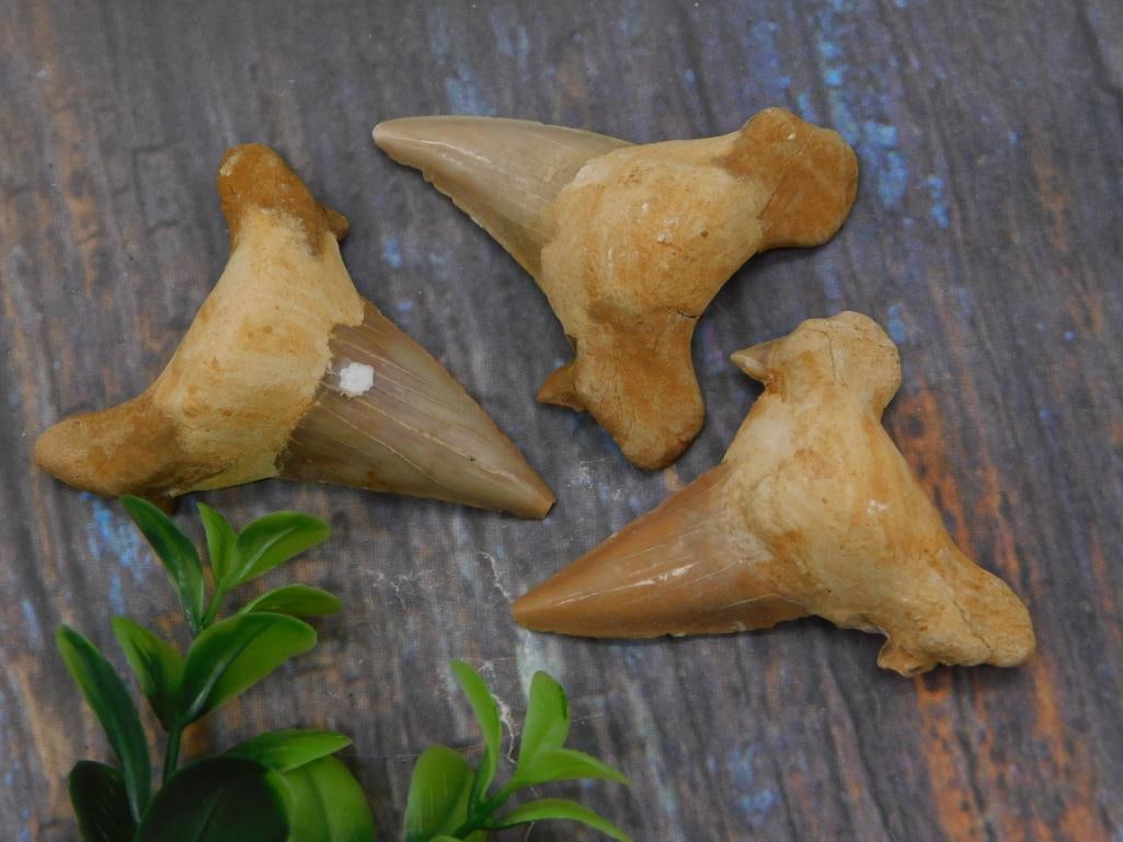 Fossilized Shark Tooth Specimens: Fossilized Shark Tooth Specimens