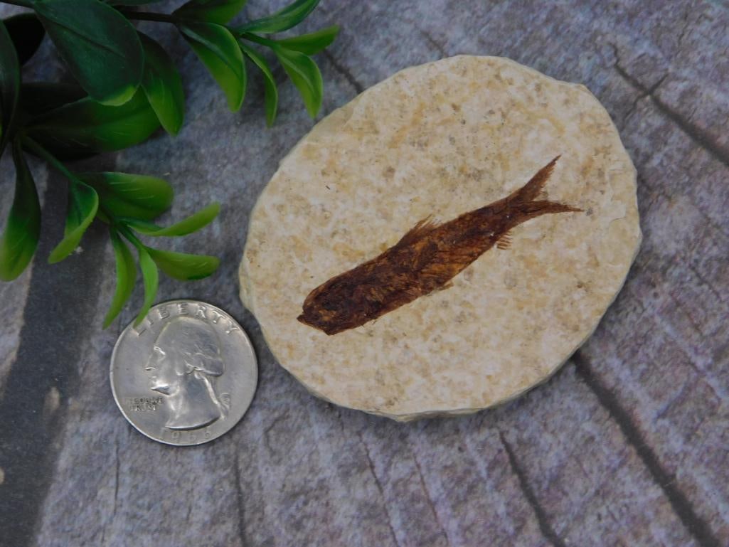 Fossil Fish Specimen in Stone Matrix - 2