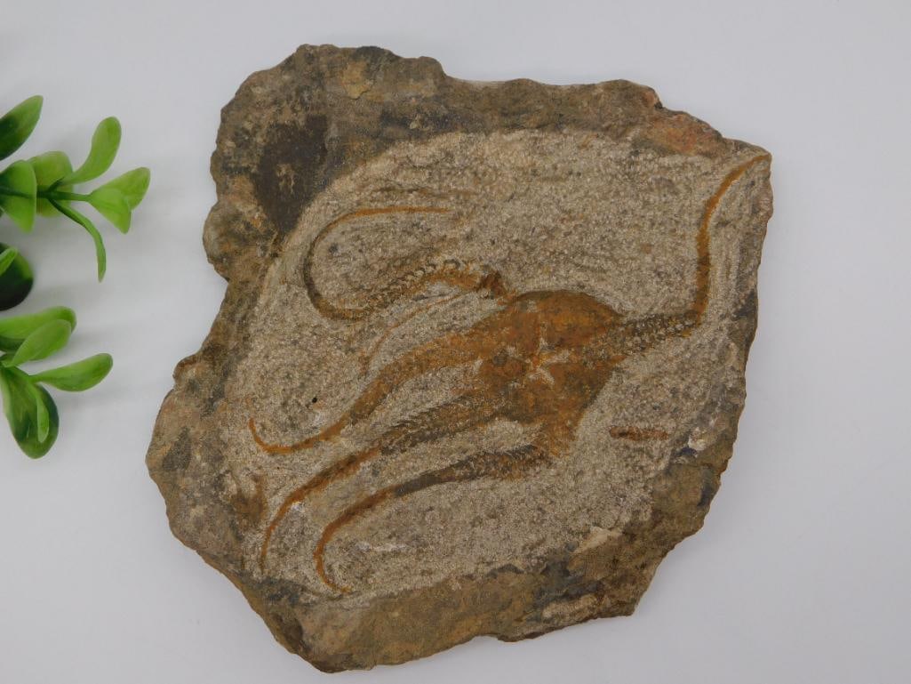 Branching Fossil on Rock Matrix Natural Rock Fossil Specimen: A detailed fossil specimen showing branching orange-toned impressions preserved in a tan stone matrix measuring approximately 4 inches across.