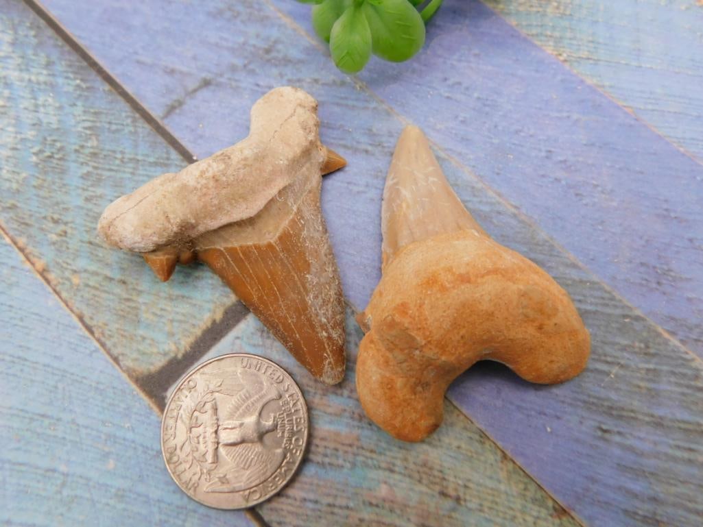 Fossilized Shark Teeth Pair (1 of 2)