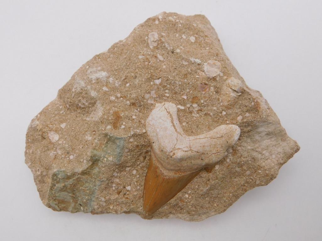 SHARK TOOTH IN MATRIX ROCK STONE LAPIDARY SPECIMEN: Shark Tooth In Matrix Rock Stone Lapidary Specimen. See photos for exact size and condition.
