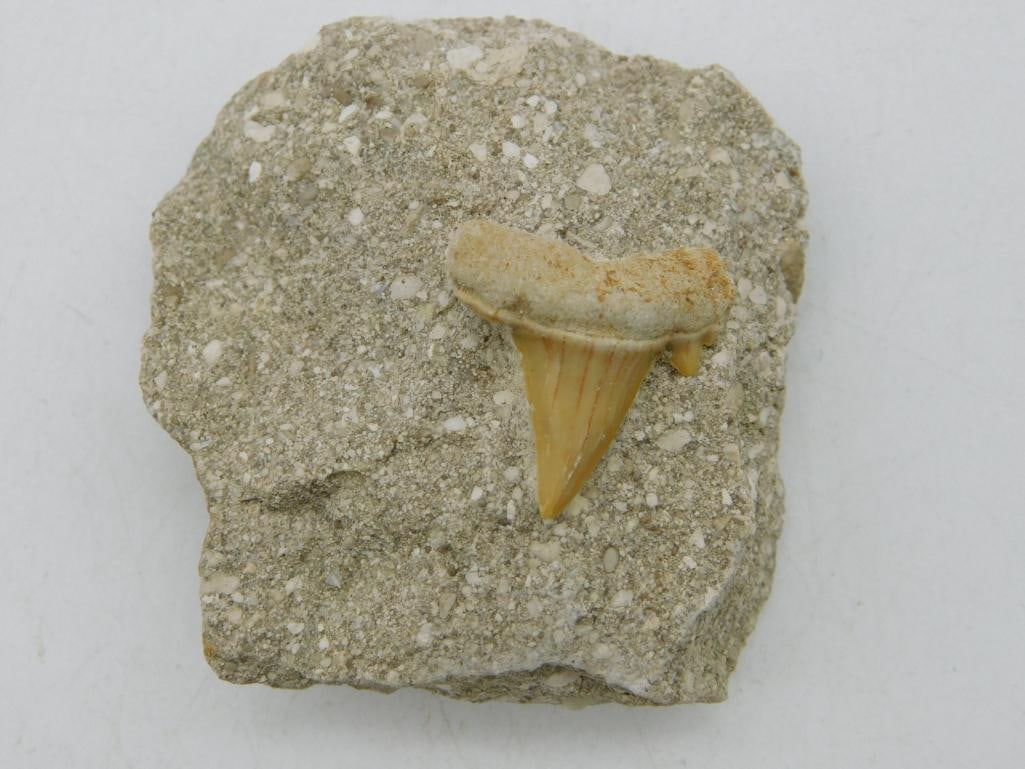 SHARK TOOTH IN MATRIX ROCK STONE LAPIDARY SPECIMEN: Shark Tooth In Matrix Rock Stone Lapidary Specimen. See photos for exact size and condition.