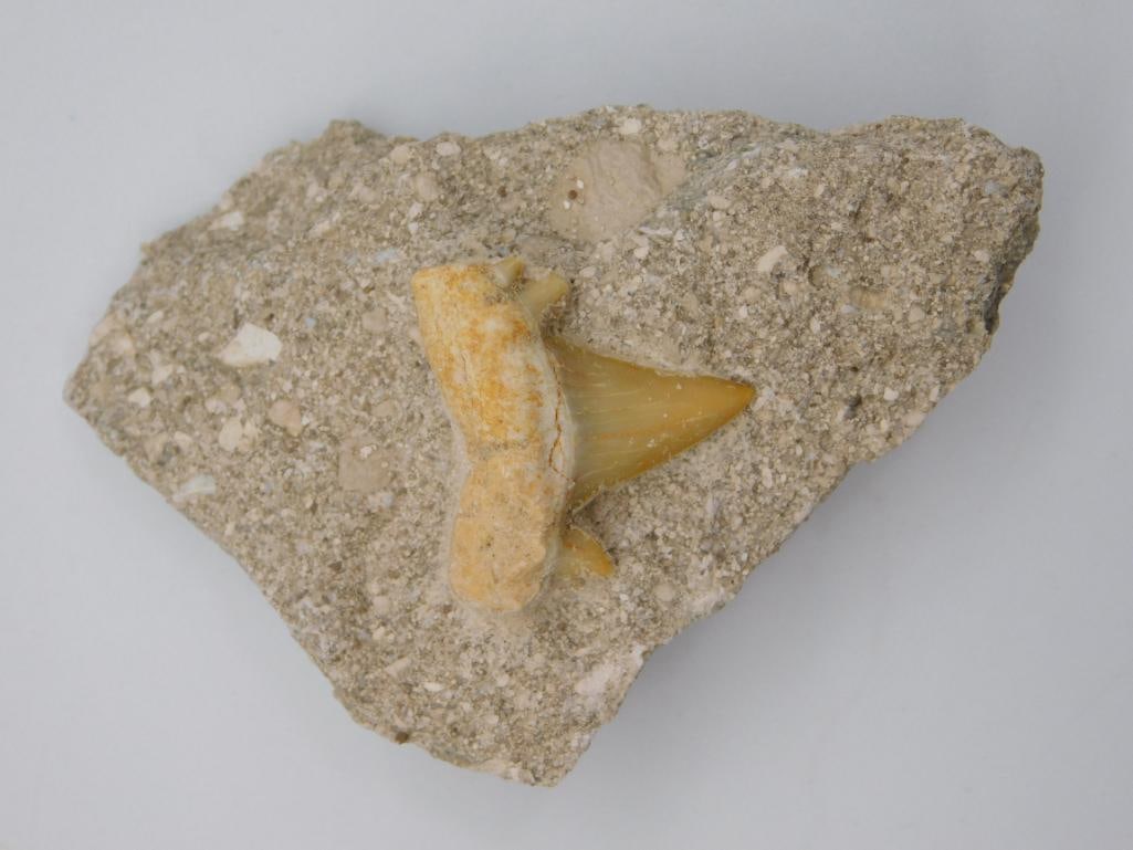 SHARK TOOTH IN MATRIX ROCK STONE LAPIDARY SPECIMEN: Shark Tooth In Matrix Rock Stone Lapidary Specimen. See photos for exact size and condition.