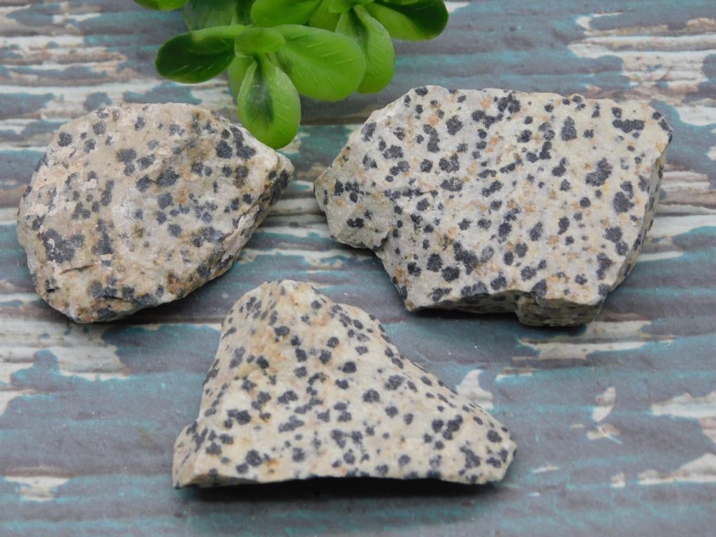 DALMATION JASPER ROCK STONE LAPIDARY SPECIMEN: DALMATION JASPER ROCK STONE LAPIDARY SPECIMEN