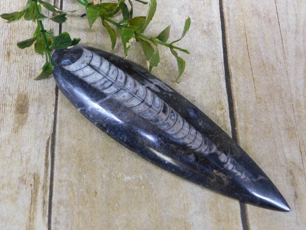 ORTHOCERAS ROCK STONE LAPIDARY SPECIMEN: ORTHOCERAS ROCK STONE LAPIDARY SPECIMEN