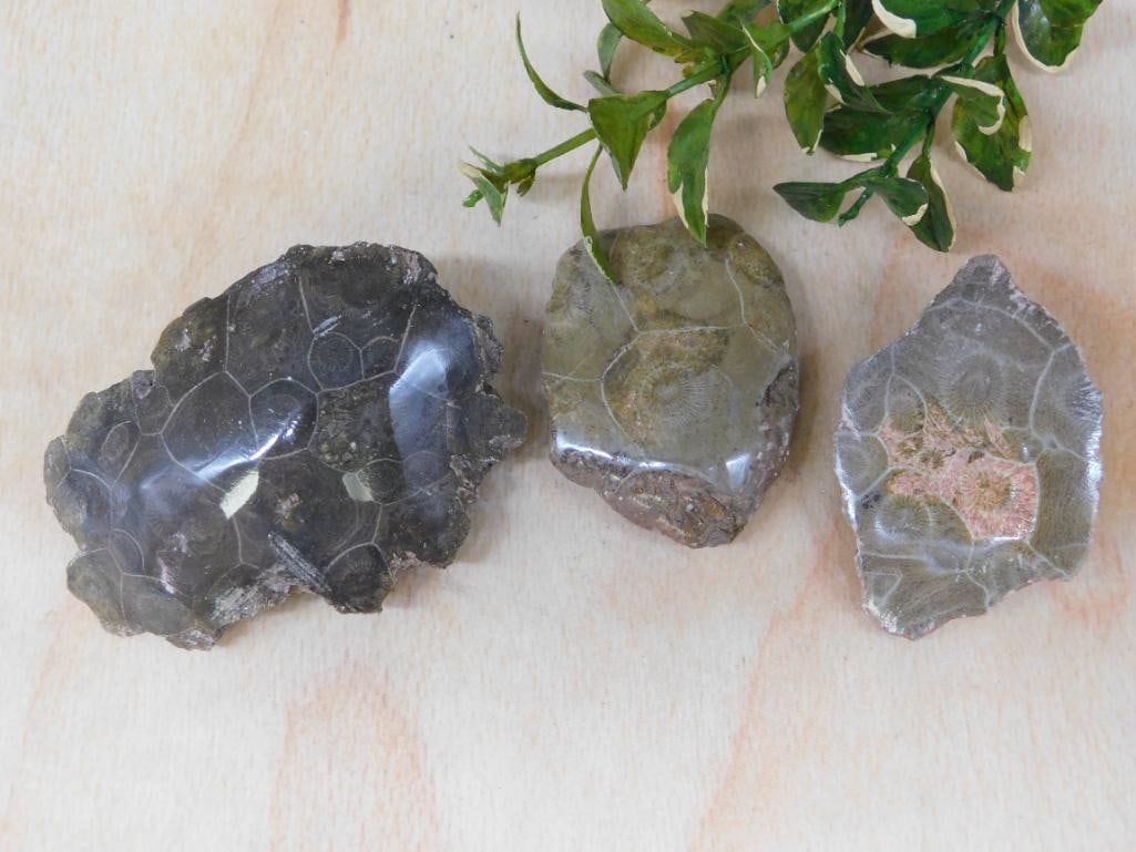 PETOSKEY FOSSILIZED CORAL ROCK STONE LAPIDARY SPECIMEN (1 of 5)