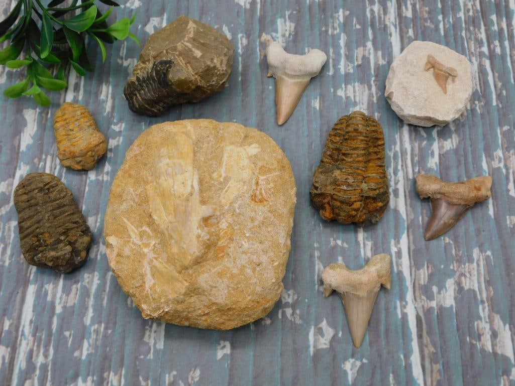 MIXED FOSSIL LOT ROCK STONE LAPIDARY SPECIMEN: MIXED FOSSIL LOT ROCK STONE LAPIDARY SPECIMEN