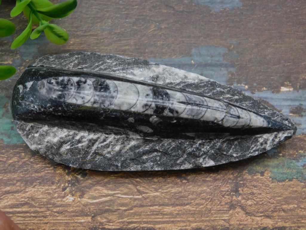ORTHOCERAS ROCK STONE LAPIDARY SPECIMEN (1 of 4)