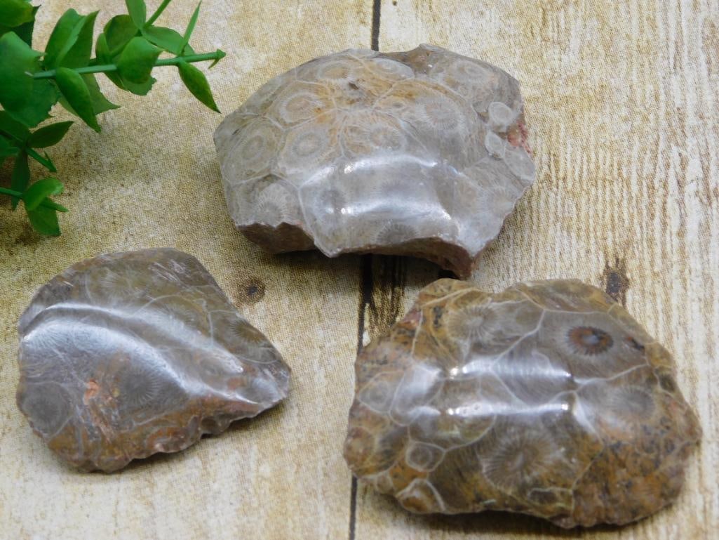 PETOSKEY FOSSILIZED CORAL ROCK STONE LAPIDARY SPECIMEN (1 of 4)