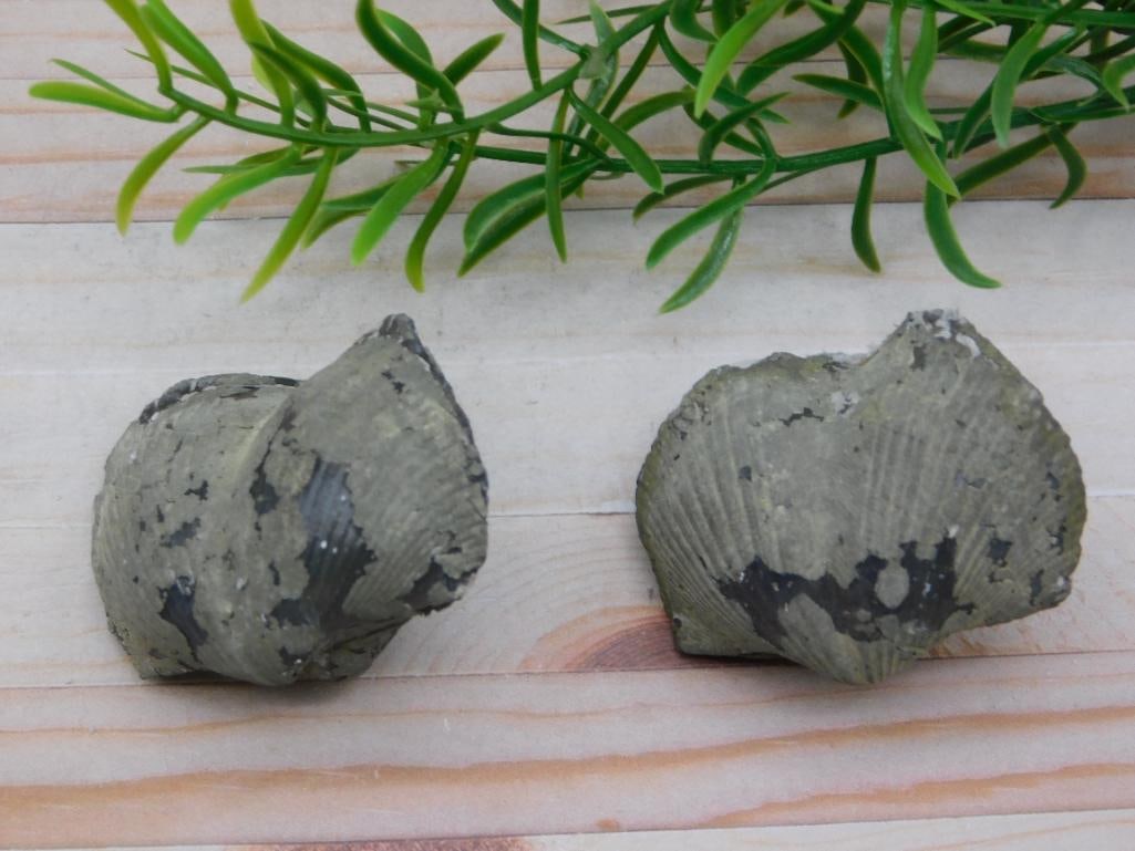 BRACHIOPOD ROCK STONE LAPIDARY SPECIMEN: BRACHIOPOD ROCK STONE LAPIDARY SPECIMEN
