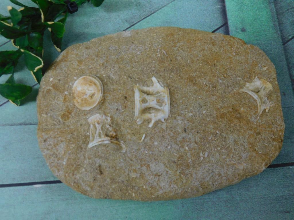 ENCHODUS FOSSIL ROCK STONE LAPIDARY SPECIMEN: Enchodus Fossil Rock Stone Lapidary Specimen ? Authentic estate find offered in our online auction. Perfect for collectors, resellers, and enthusiasts of vintage, antiques, minerals, rocks, crystals,