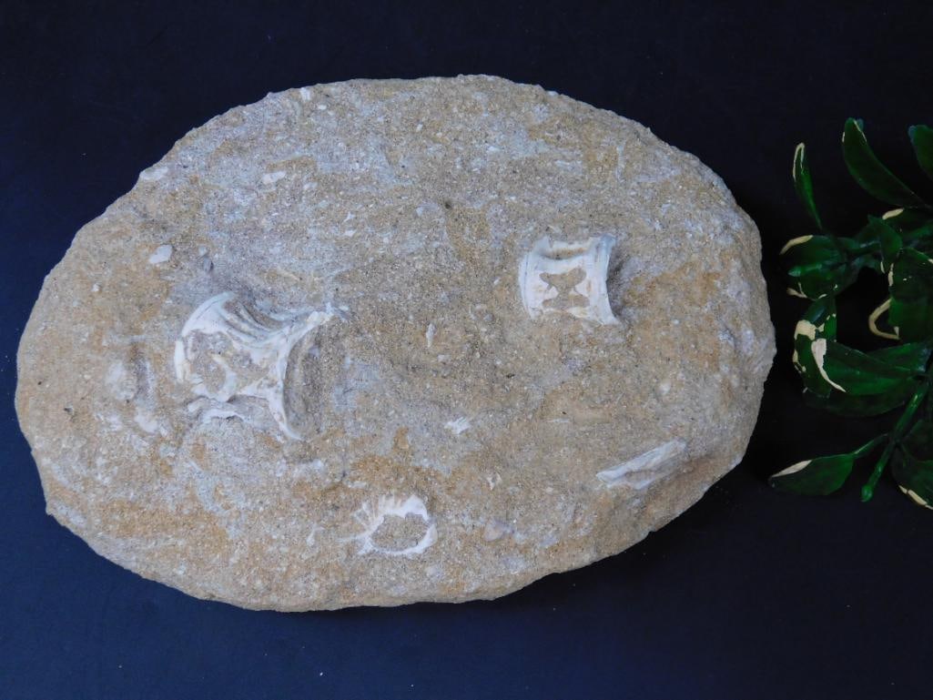 ENCHODUS FOSSIL ROCK STONE LAPIDARY SPECIMEN: Enchodus Fossil Rock Stone Lapidary Specimen ? Authentic estate find offered in our online auction. Perfect for collectors, resellers, and enthusiasts of vintage, antiques, minerals, rocks, crystals,