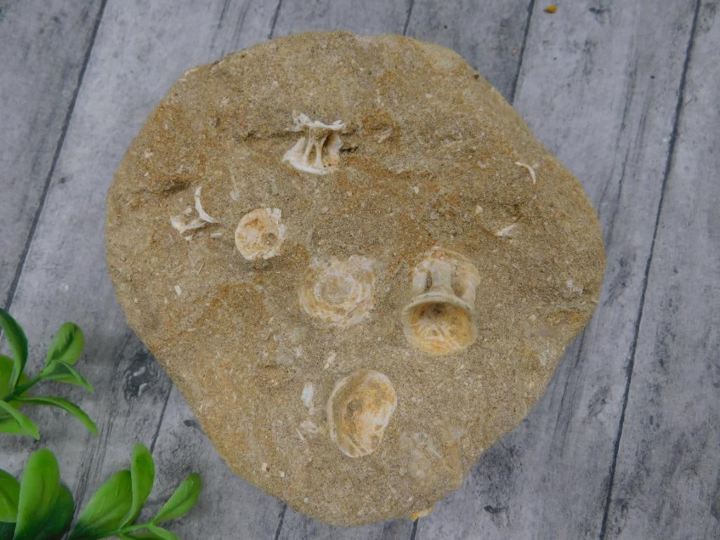 FOSSILS IN MATRIX ROCK STONE LAPIDARY SPECIMEN: Fossils In Matrix Rock Stone Lapidary Specimen. See photos for exact size and condition.