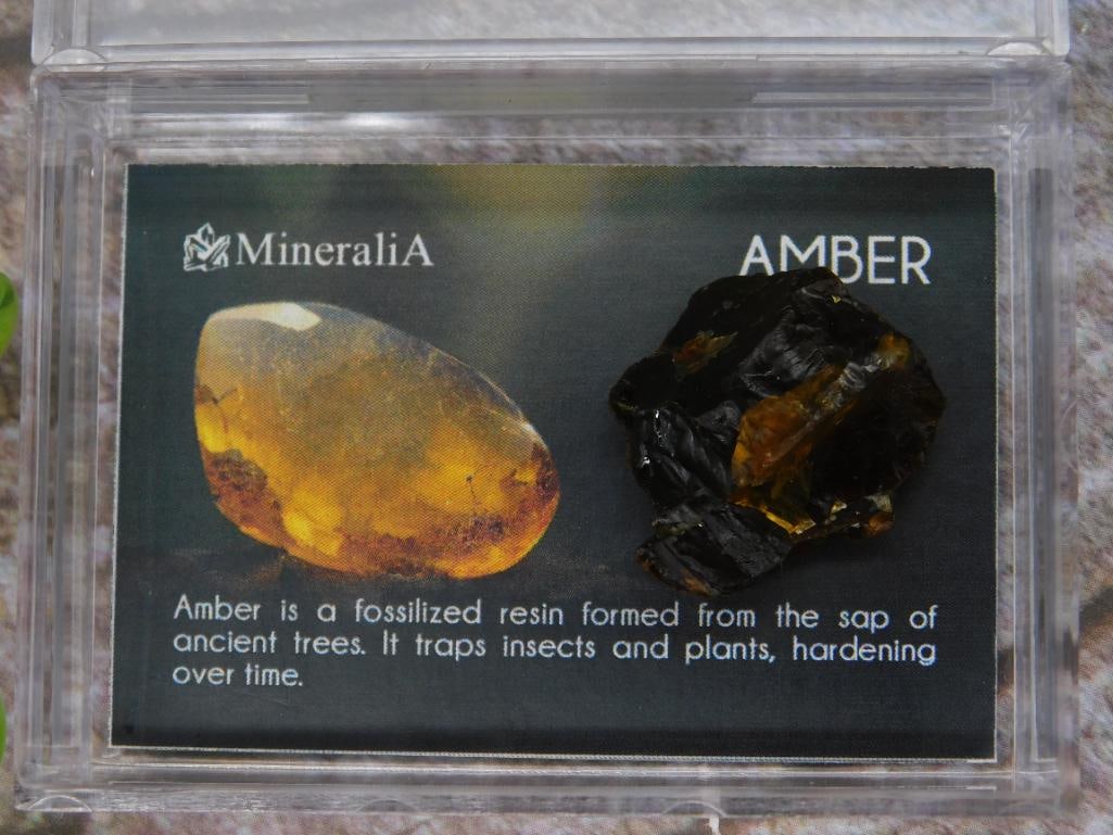 Amber Specimen in Display Case with Information Card: Amber Specimen in Display Case with Information Card