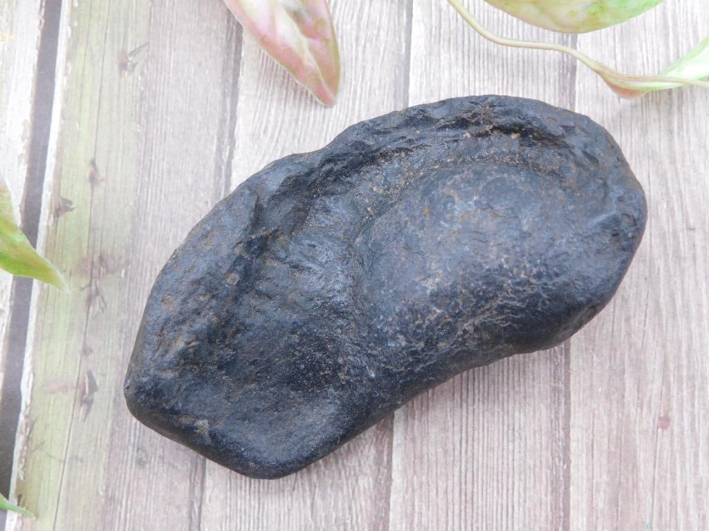 Whale Earbone Fossil: Whale Earbone Fossil