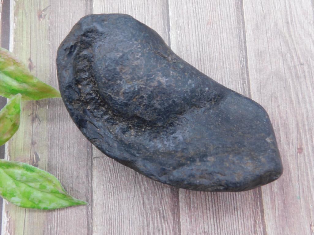 Whale Earbone Fossil - 2