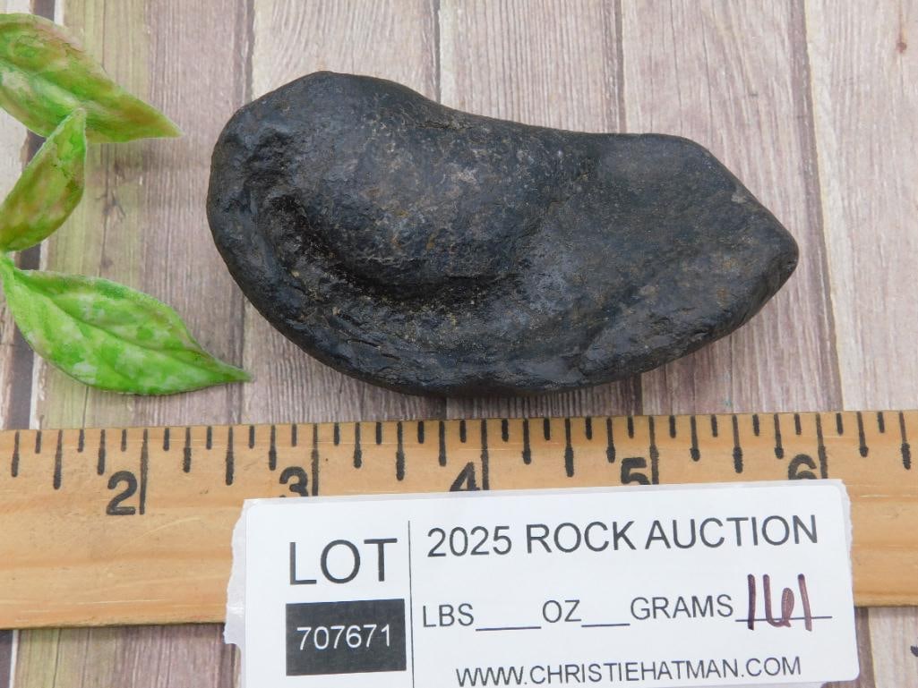 Whale Earbone Fossil - 3