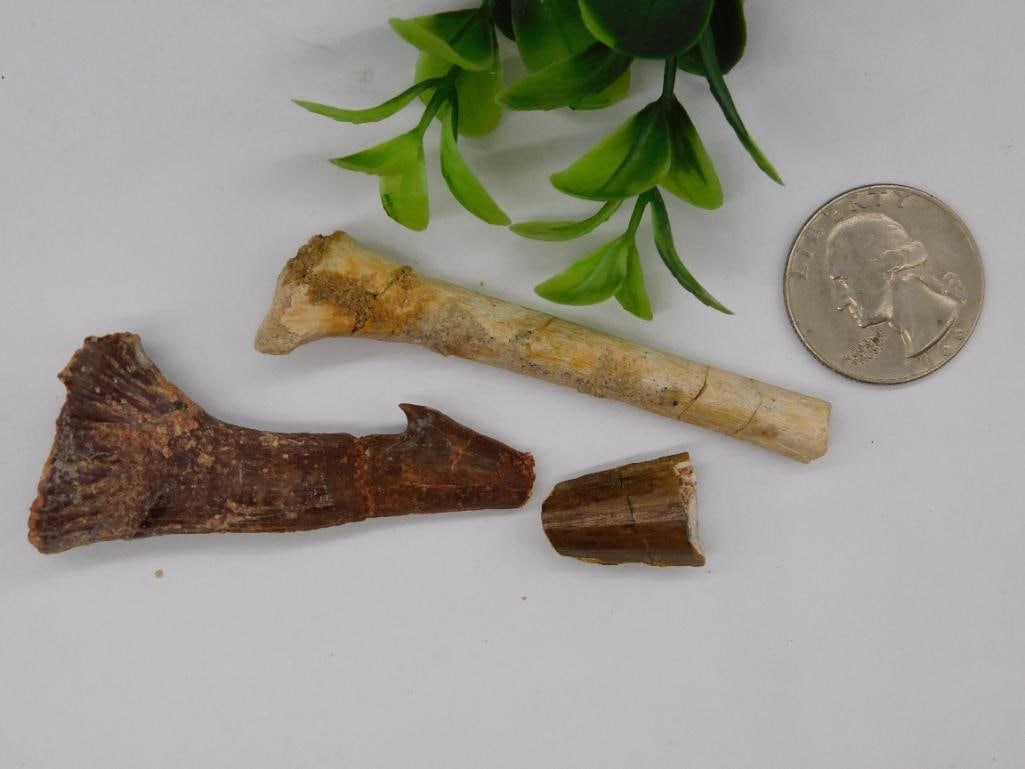 Fossilized Teeth and Bone ROCK STONE LAPIDARY SPECIMEN - 8