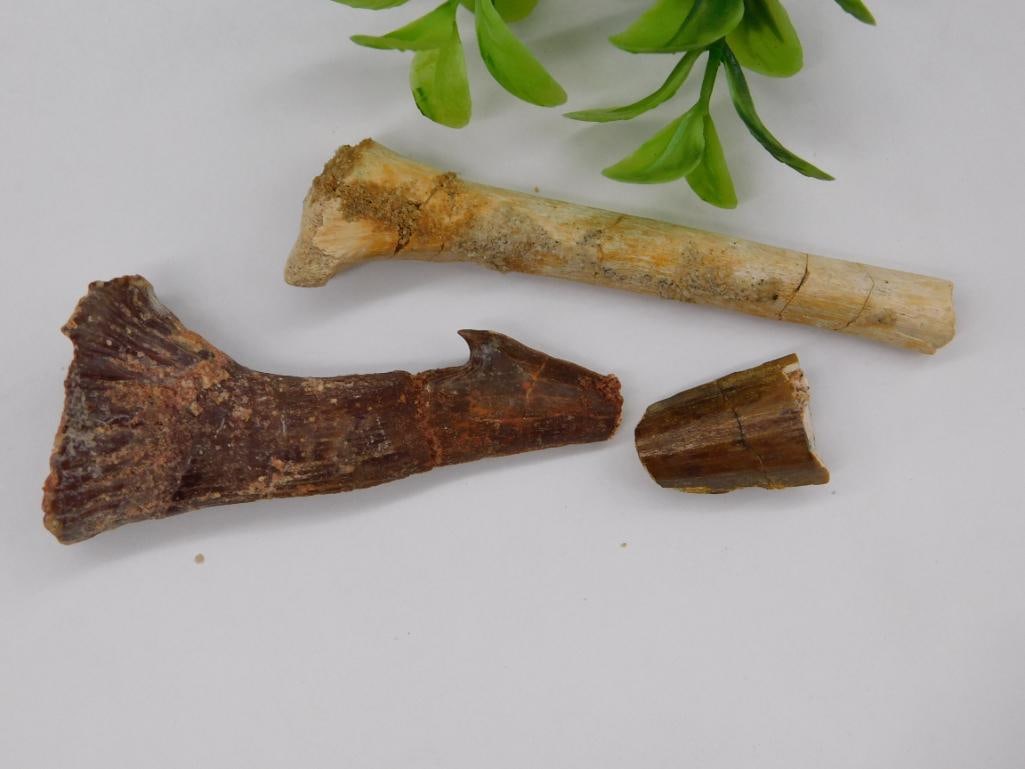 Fossilized Teeth and Bone ROCK STONE LAPIDARY SPECIMEN: Fossilized Teeth and Bone ROCK STONE LAPIDARY SPECIMEN