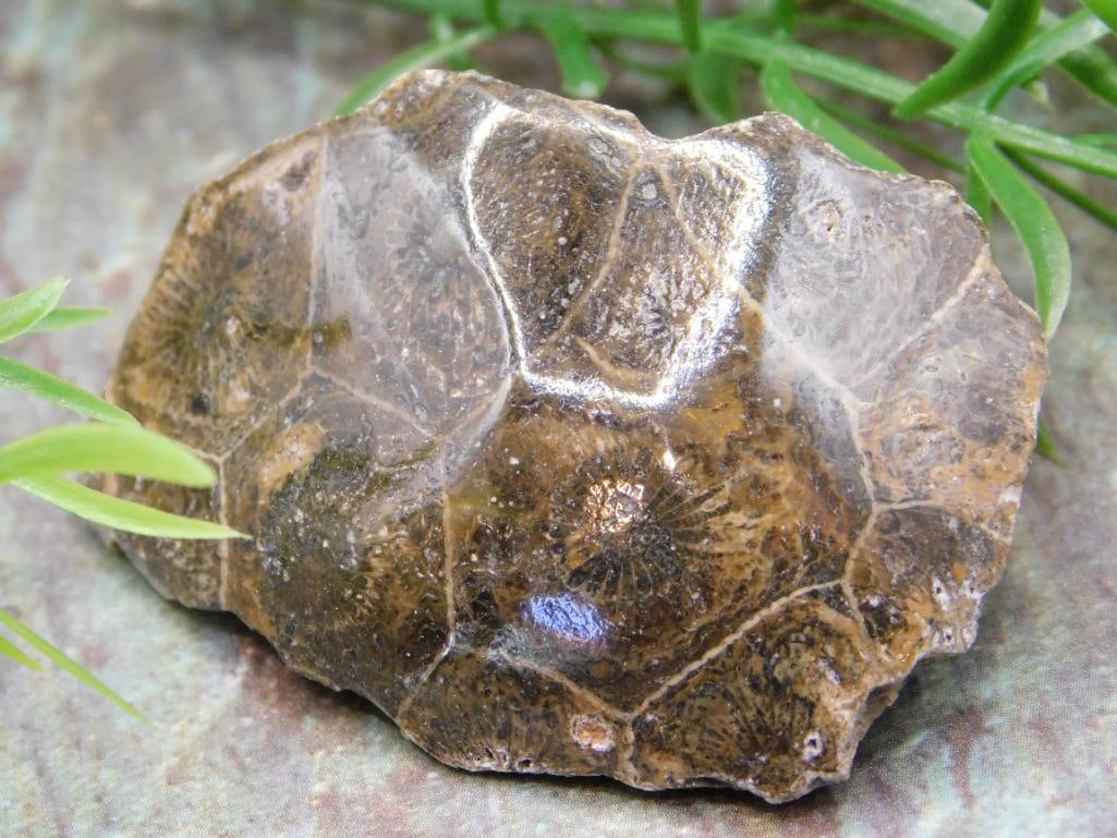 JEWELRY SALE! ROCK STONE LAPIDARY SPECIMEN: Jewelry Sale! Rock Stone Lapidary Specimen. See photos for exact size and condition.