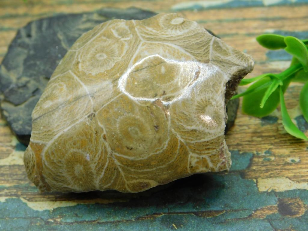 JEWELRY SALE! ROCK STONE LAPIDARY SPECIMEN: Jewelry Sale! Rock Stone Lapidary Specimen. See photos for exact size and condition.