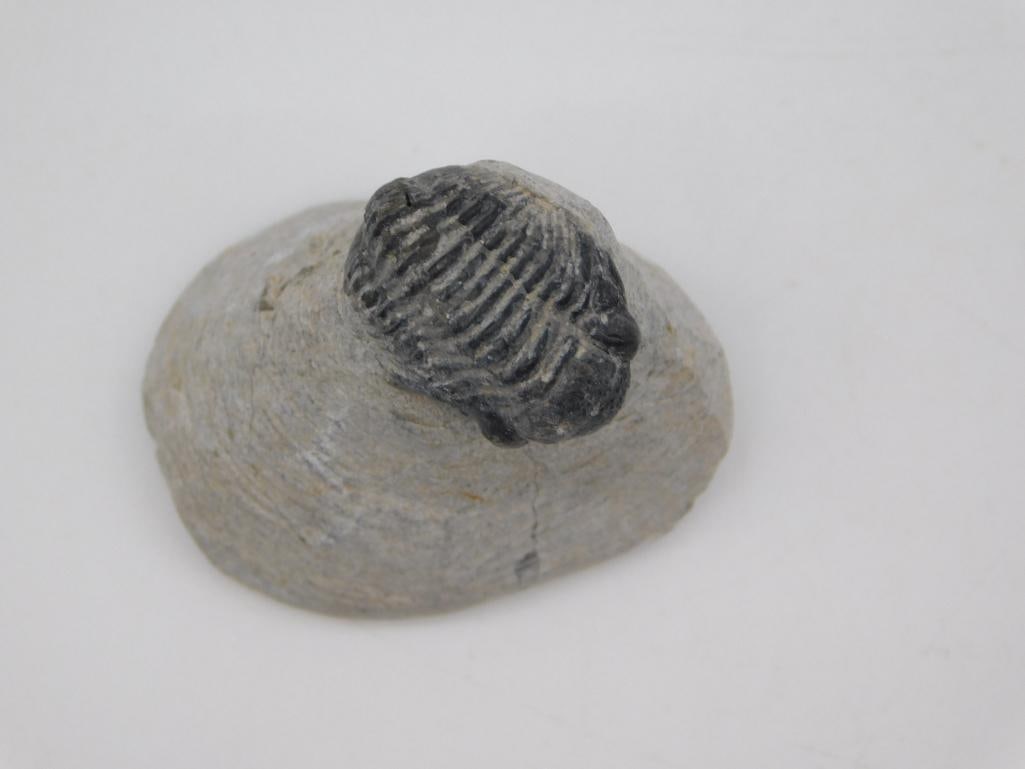 TRILOBITE FOSSIL IN MATRIX ROCK STONE LAPIDARY SPECIMEN: Trilobite Fossil In Matrix Rock Stone Lapidary Specimen. See photos for exact size and condition.