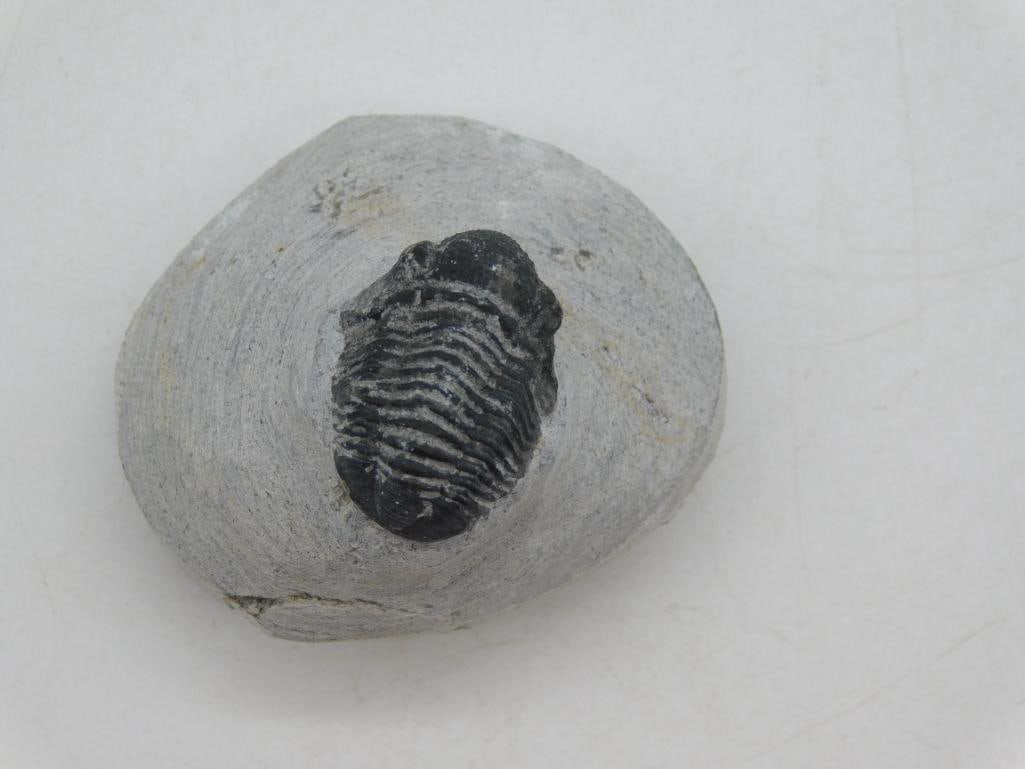 TRILOBITE FOSSIL IN MATRIX ROCK STONE LAPIDARY SPECIMEN: Trilobite Fossil In Matrix Rock Stone Lapidary Specimen. See photos for exact size and condition.