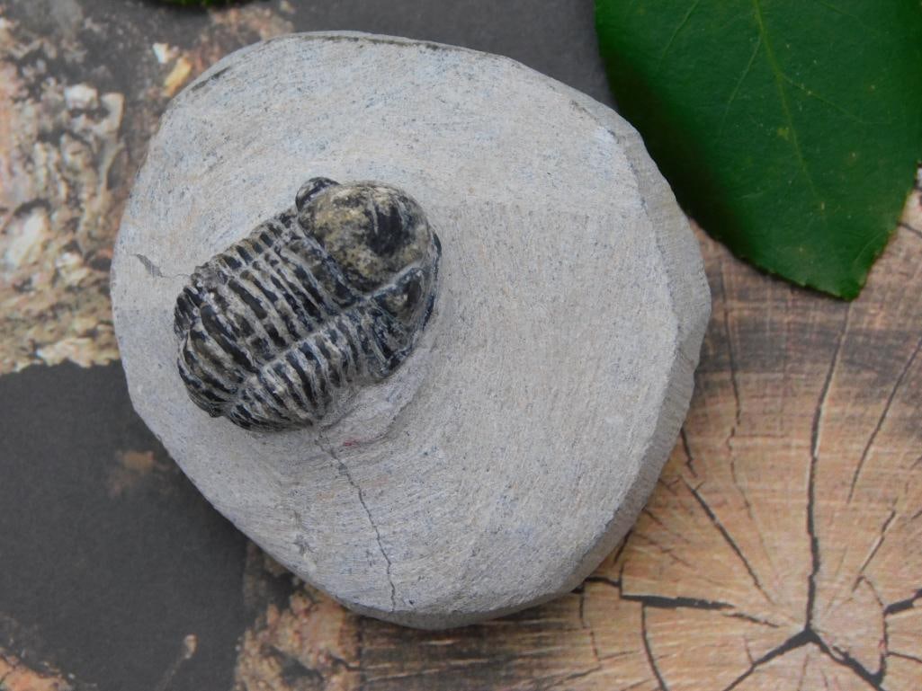 TRILOBITE IN MATRIX ROCK STONE LAPIDARY SPECIMEN: Trilobite In Matrix Rock Stone Lapidary Specimen. See photos for exact size and condition.