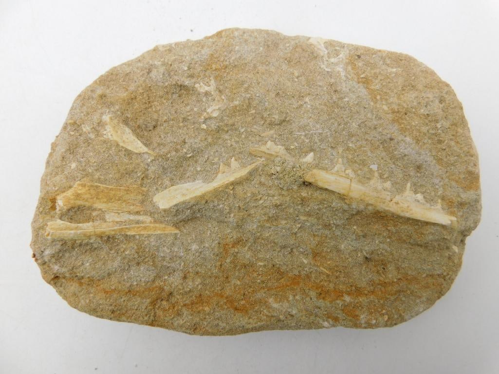 FOSSIL BONE IN MATRIX ROCK STONE LAPIDARY SPECIMEN: Fossil Bone In Matrix Rock Stone Lapidary Specimen. See photos for exact size and condition.