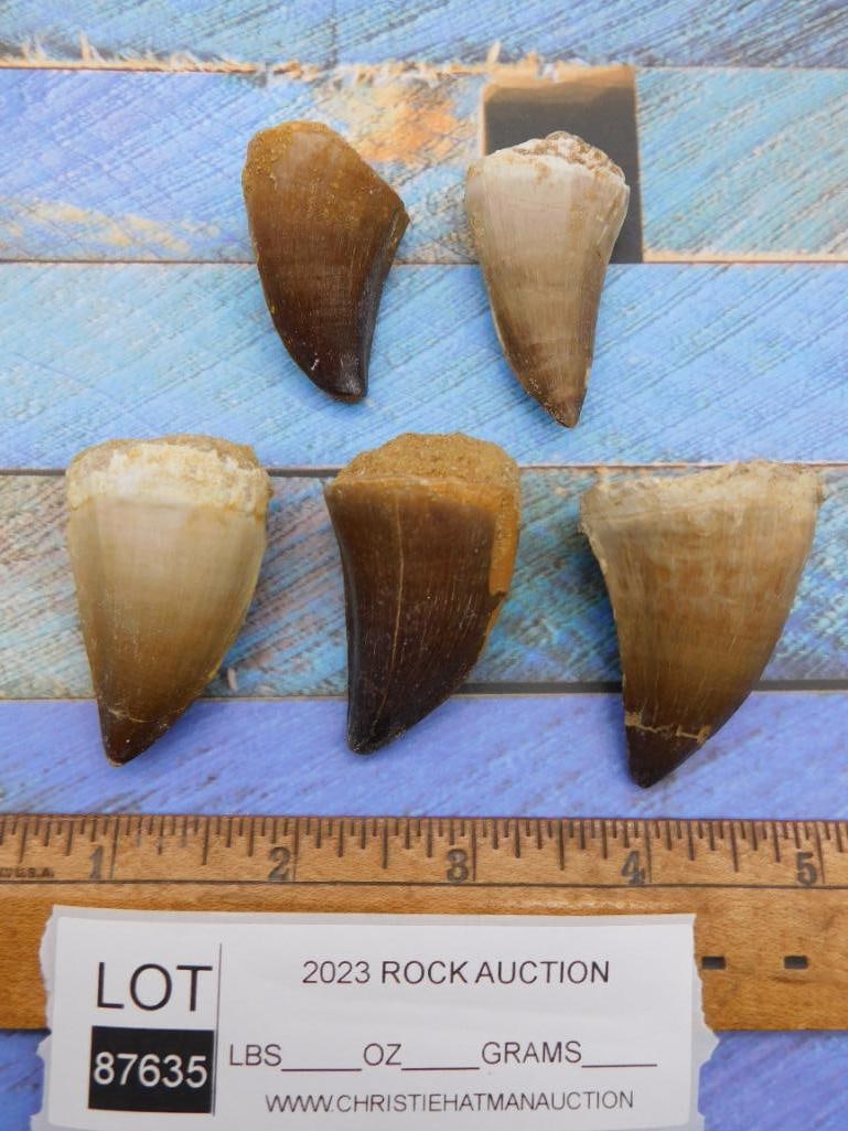 DINOSAUR TEETH ROCK STONE LAPIDARY SPECIMEN - 4