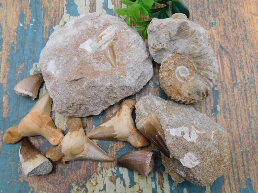 MIXED FOSSIL LOT ROCK STONE LAPIDARY SPECIMEN (1 of 2)