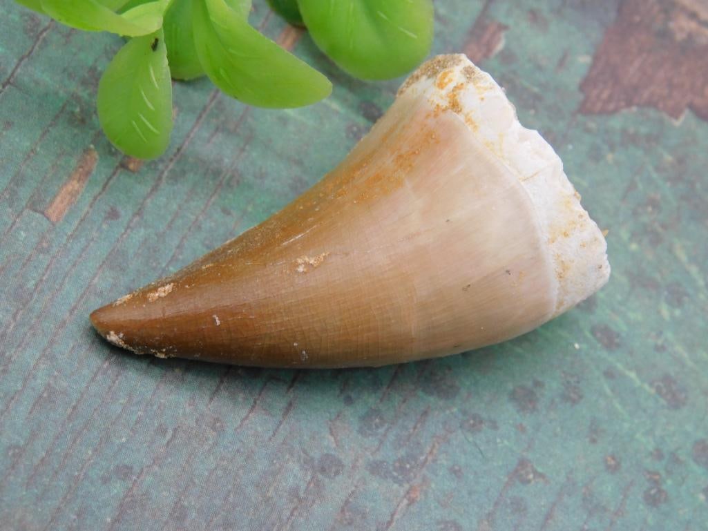 DINOSAUR TOOTH ROCK STONE LAPIDARY SPECIMEN: Discover an extraordinary collection of natural wonders and estate treasures in Hatman's Auctions' Treasures of the Earth Online Auction! Browse turquoise, agate, jasper, petrified wood, quartz crysta