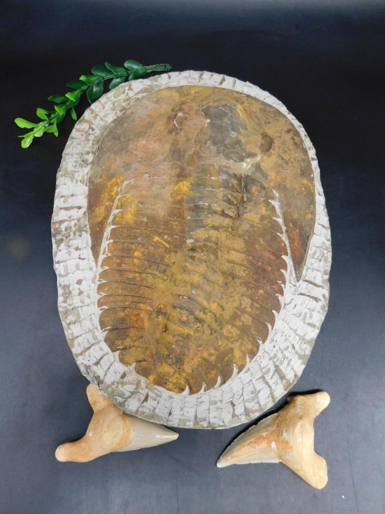 GIANT TRILOBITE ROCK STONE LAPIDARY SPECIMEN: GIANT TRILOBITE ROCK STONE LAPIDARY SPECIMEN