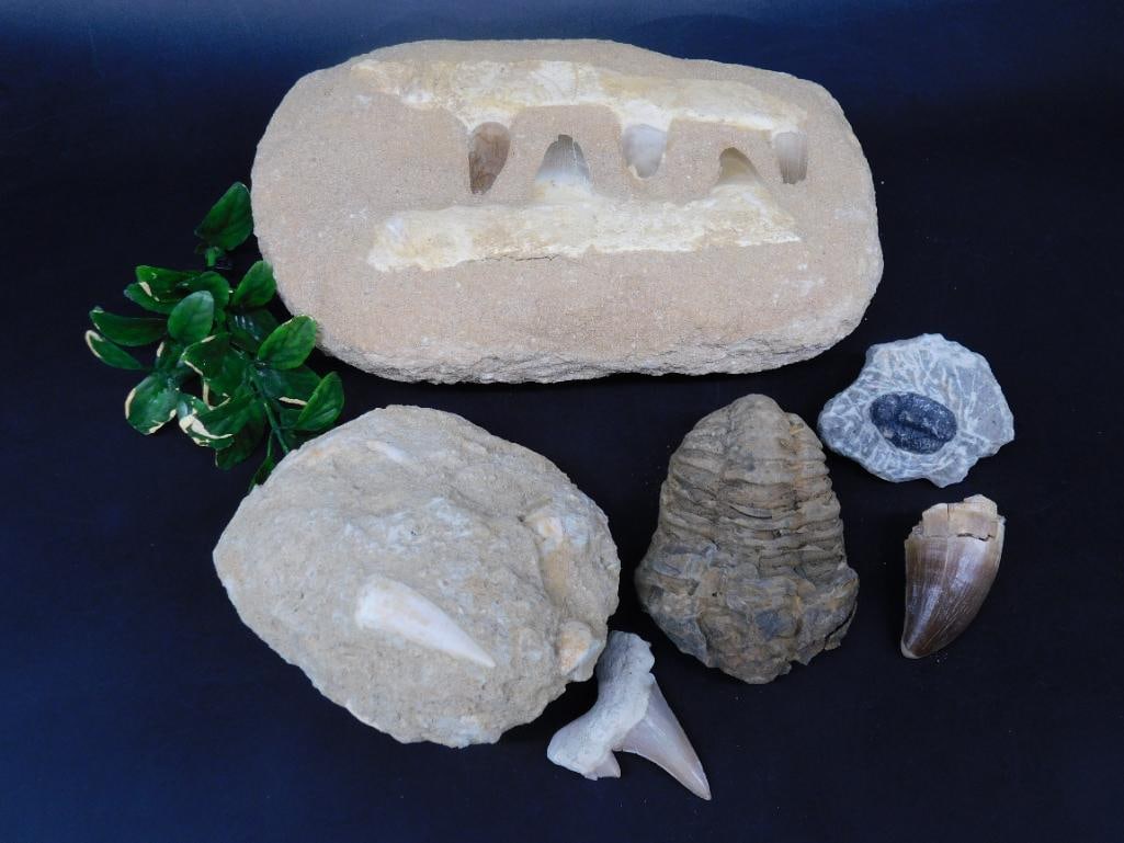 MIXED FOSSIL LOT ROCK STONE LAPIDARY SPECIMEN: MIXED FOSSIL LOT ROCK STONE LAPIDARY SPECIMEN