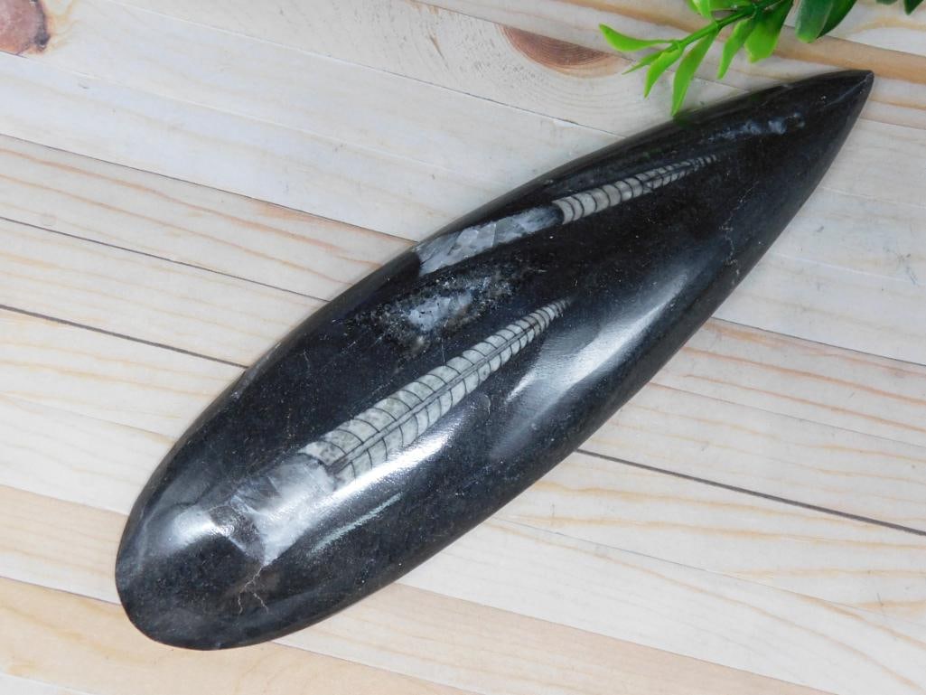 ORTHOCERAS ROCK STONE LAPIDARY SPECIMEN: ORTHOCERAS ROCK STONE LAPIDARY SPECIMEN