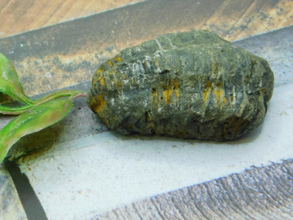 TRILOBITE ROCK STONE LAPIDARY SPECIMEN: TRILOBITE ROCK STONE LAPIDARY SPECIMEN