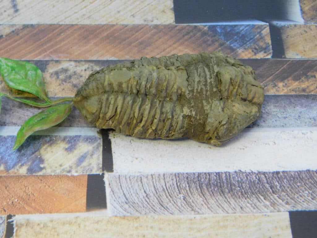 TRILOBITE ROCK STONE LAPIDARY SPECIMEN: TRILOBITE ROCK STONE LAPIDARY SPECIMEN
