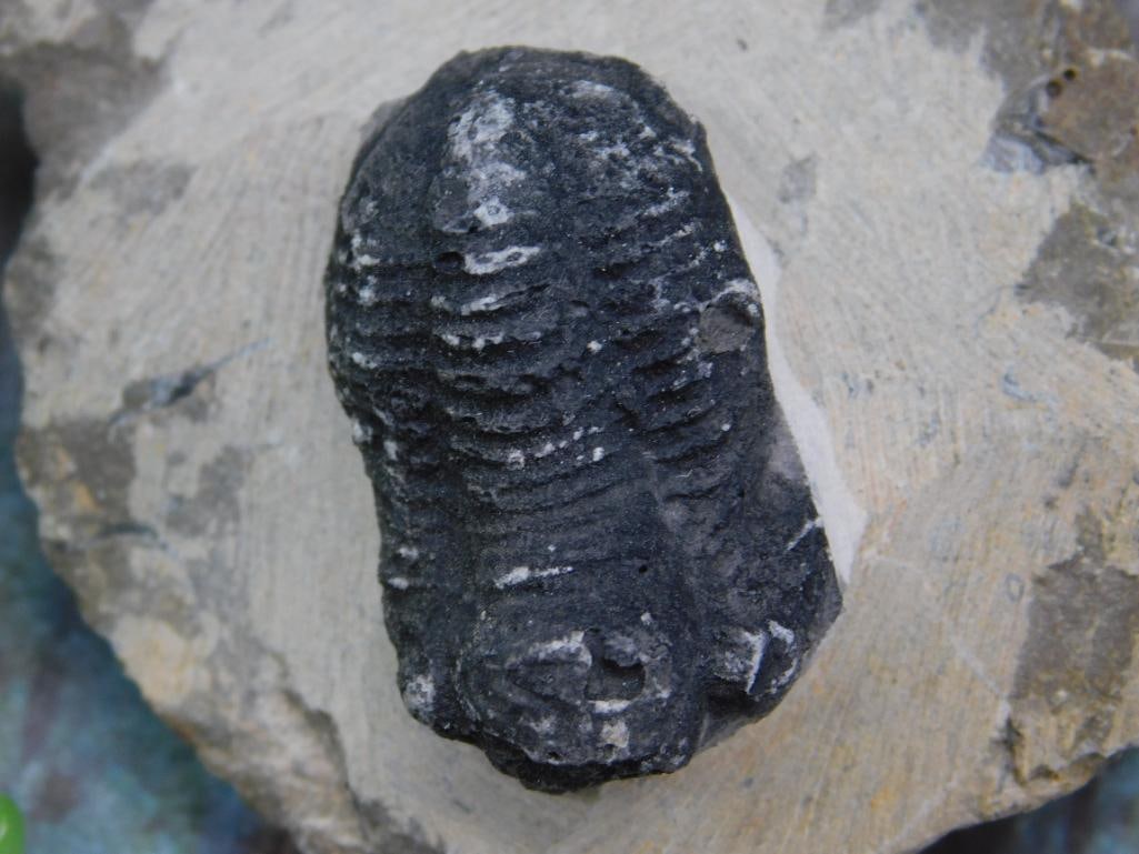 Fossilized Trilobite Specimen Mounted on Rock - 2