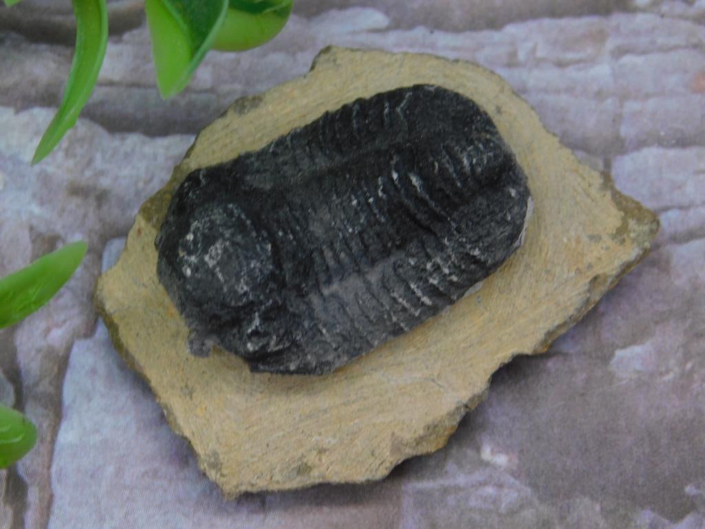 Fossilized Trilobite Mounted on Matrix: Fossilized Trilobite Mounted on Matrix