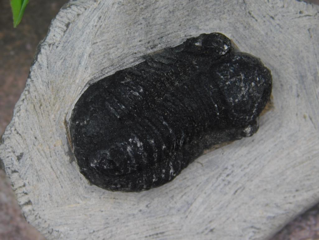 Fossilized Trilobite Specimen on Rock Matrix - 2